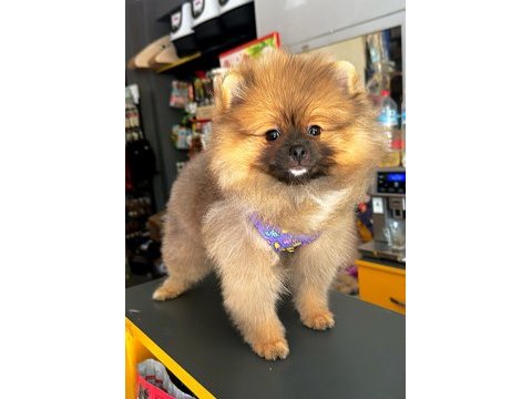Minik pomeranian prenses