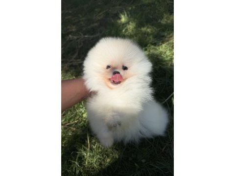 Kususrsuz güzellık üst düzey pomeranian boo