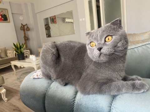İş sebebiyle sahiplendirilecek scottish fold