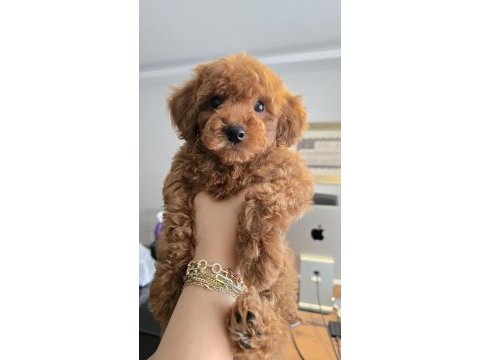 2,5 aylık toy poodle yavrumuz bambi sahibini arıyor!