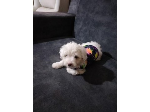 Son dişi köpeğimiz menemen