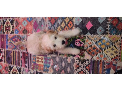 4 aylik yavru maltipoo