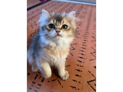 British longhair meraklılarına duyrulur