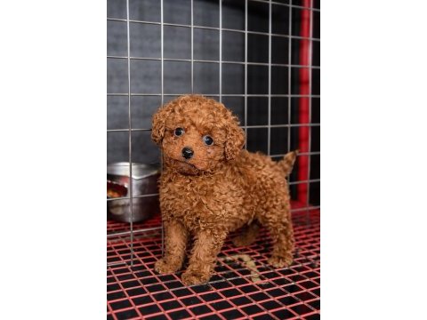 Üst düzey red brown poodle yavruları