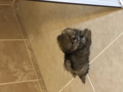 Pomeranian boo