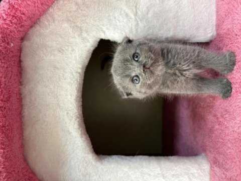 Erkek scottish fold yavru