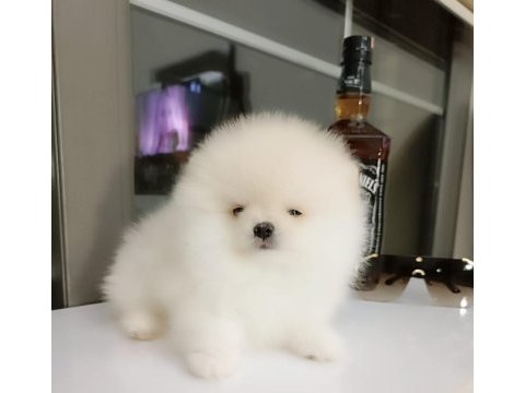 Sevimli 60 günlük pomeranian boo