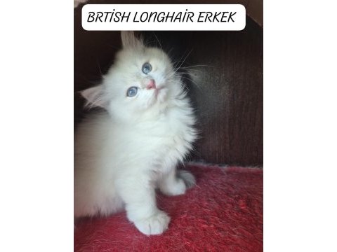 British longhair paşamız hazır