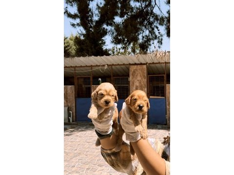 Sevimli maltipoo yavru köpeklerimiz