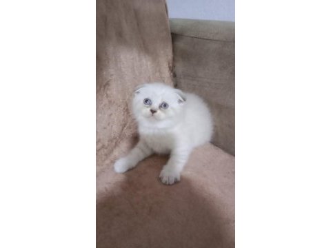 Evde doğan çok uyguna orjinal british shorthair yavrular