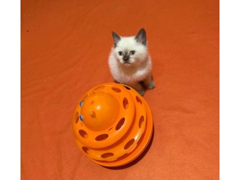 Dünya güzeli british shorthair bebeklerim