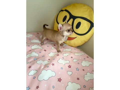 Anne altından chihuahua (şivava) bebekler