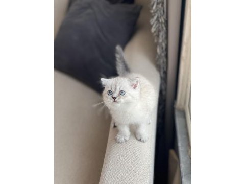 Silver point ayı surat safkan scottish fold yavrum