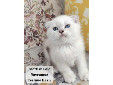 Sahiplendirilmeye hazır scottish fold kedimiz
