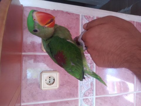 Alexander el besleme yavru