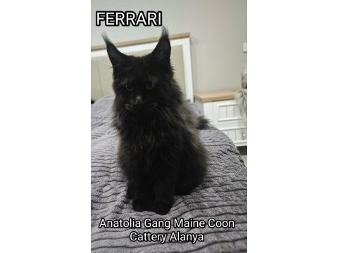 Şecereli maine coon yavrular alanya