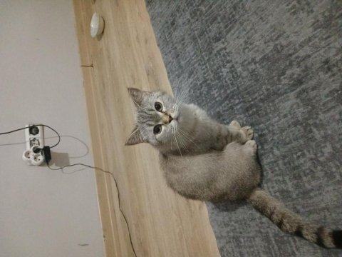 2.5 yaşında dişi kedimiz badem