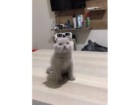 Safkan british shorthair, 2 aylık, oyuncu oğlumuz luffy