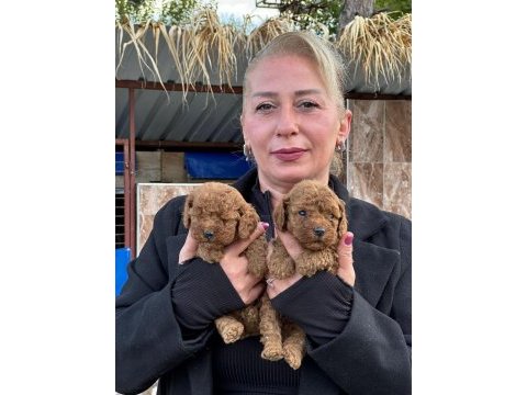 Toy poodle sevimli yavrularım