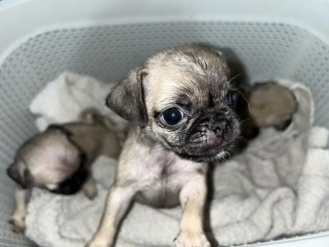 Orijinal saf ırk pug yavrular