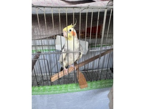1.5 yaşında erkek oyuncu konusan sultan papağanı