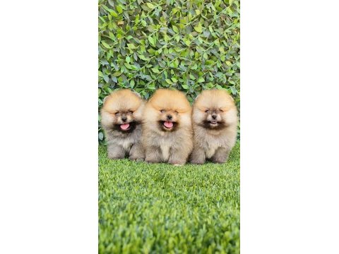 Sağlık ve ırk garantili pomeranian