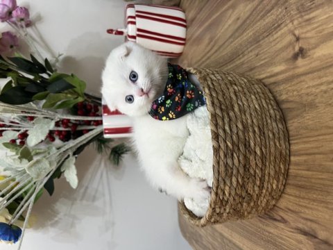 Yakışıklı scottish fold oğlan