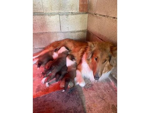 Meşhur iskoç köpeği leslie