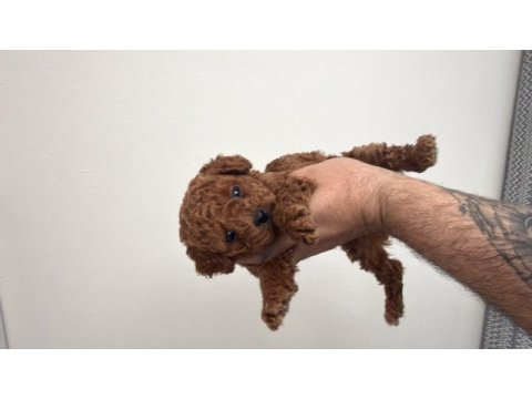 Yasal çiftlikten toy poodle