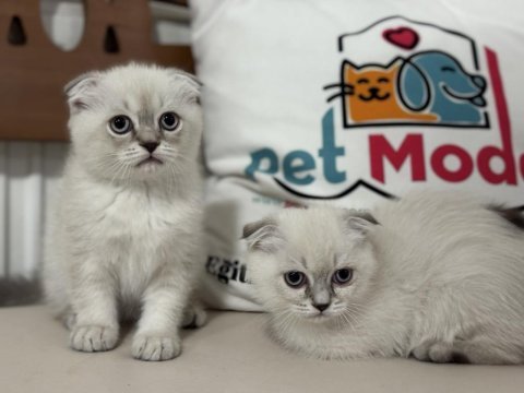 Show kalite scottish fold yavrularımızı canlı görün