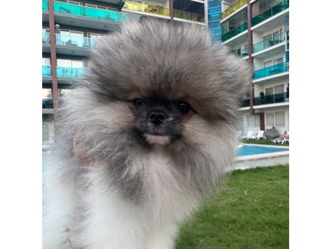 Pomeranian boo erkek tea cup