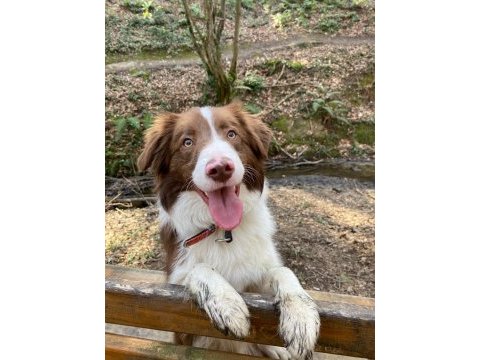 Kahve beyaz eğitimli border collie yavrusu