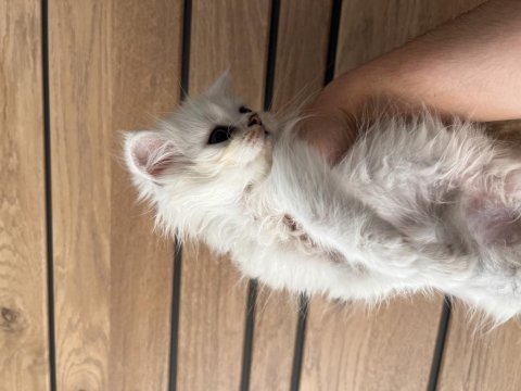 Beyaz dişi british longhair yavrumuz