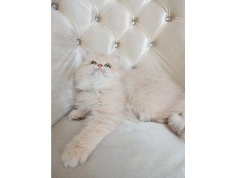 British longhair dişi