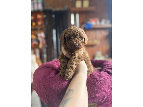 Antialerjik toy poodle bebekler
