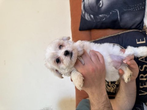 Safkan pug yavruları gaziantep