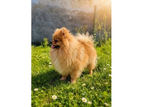 Teddy bear üst kalite erkek pomeranian boo
