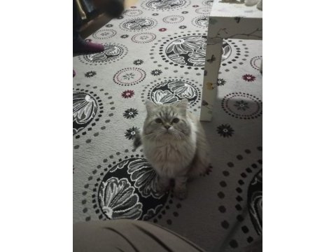 Damızlık maviş british longhair oğlum