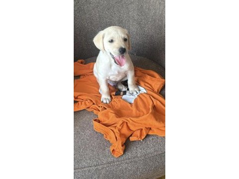 Oyuncu golden retriever bebekler