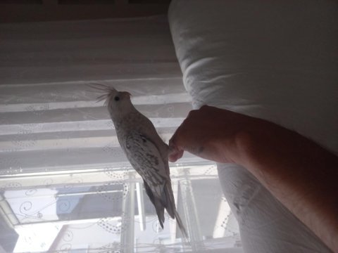 Wıfies sultan papağanı