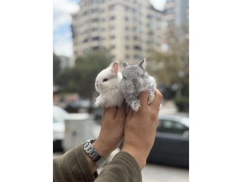 Özel renk cüceler hazır