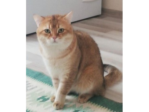 Show kalite british shorthair yavru