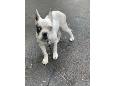 Yakışıklı french bulldog