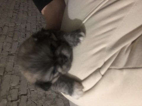 3 aylık erkek ve dişi pekinez