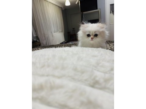 British longhair golden point