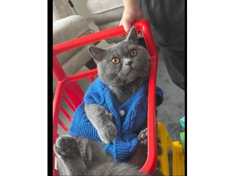 9 aylık british shorthair yuva arıyor