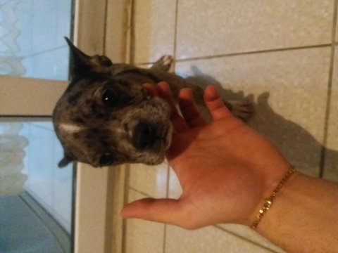 French bulldog köpeği
