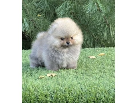 En pofidiği en tatlıları pomeranian
