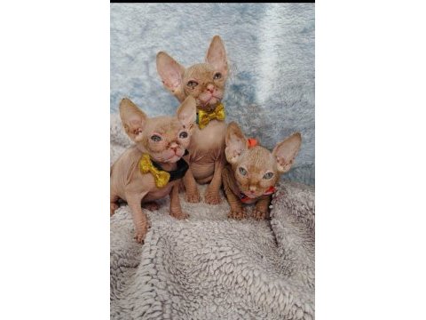 Naked beauty sphynx kedisi