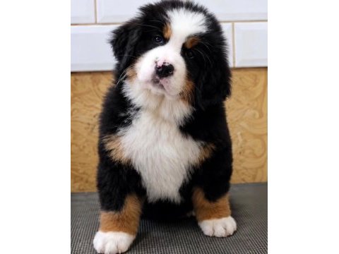 Bernese yavrular